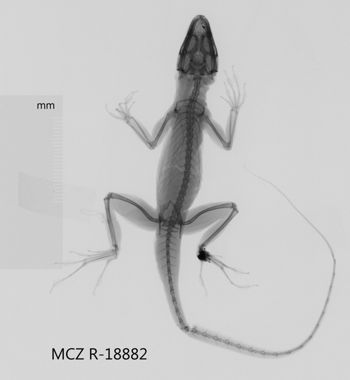 Media type: image;   Herpetology R-18882 Aspect: dorsoventral x-ray